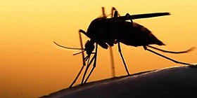 San Antonio research facility gets $2 million grant to test Zika vaccine
