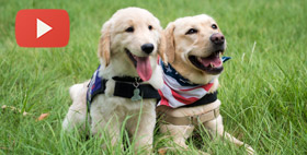 SERVICE DOG TRAINING SITE SETS UP OPERATIONS