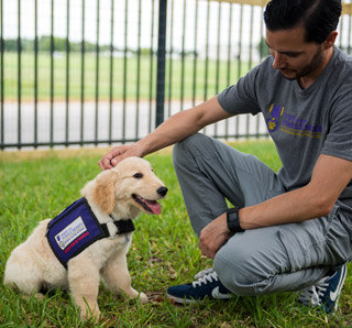 Service dogs in training, Paws for purple hearts