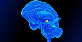 UTSA researchers discover new pathways in brain’s amygdala